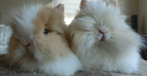 Terugspoelen hervorming tafereel Caro's 'Teddy Dwerg' konijnenwereld - home page van caro's teddy  dwergkonijntjes